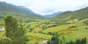 Le plus grand viticulteur bio de France va planter 10.000 arbres en agroforesterie pour sauvegarder la biodiversité