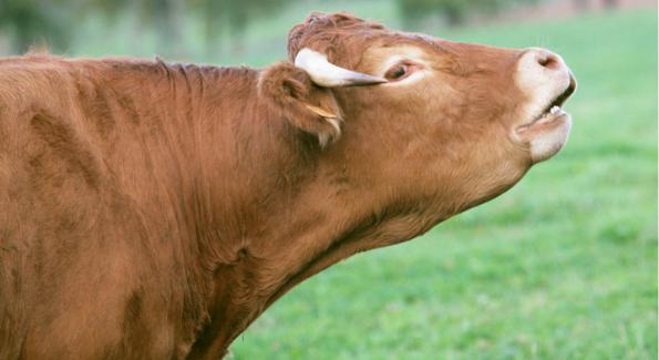 Les internautes se mobilisent pour sauver une vache de l'abattoir