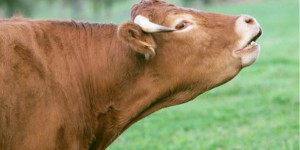 Les internautes se mobilisent pour sauver une vache de l'abattoir