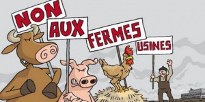 Sondage: 68 % des Français opposés aux fermes-usines
