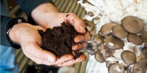 Recycler le marc de café pour faire pousser des champignons, même en ville