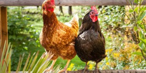À Nancy, les poules écoutent Mozart pour se détendre et pondre des œufs bio