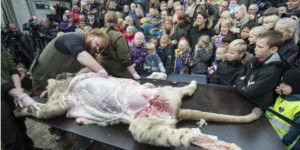 Un zoo danois dissèque une jeune lionne devant un public d'enfants