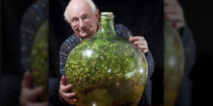 Confinée dans une bouteille depuis 1960, une plante devient auto-suffisante 