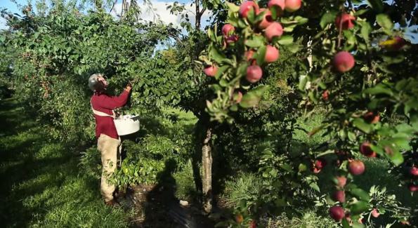Des fruits en abondance, l’exemple dans 5ha de terre en permaculture au Québec 