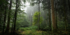100 millions d'euros pour repeupler les forêts