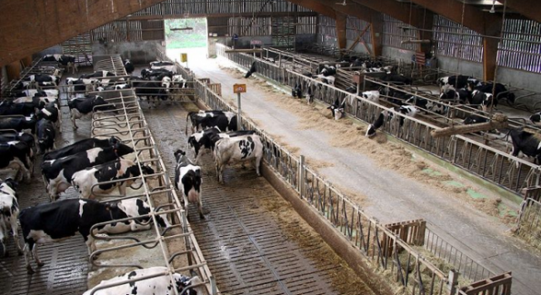 La Justice donne raison a la ferme des Mille vaches et autorise l'agrandissement du troupeau