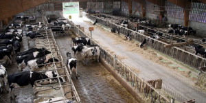 La Justice donne raison a la ferme des Mille vaches et autorise l'agrandissement du troupeau
