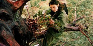 Pour sauver un arbre millénaire de l’abattage, elle s’installe dedans pendant deux ans