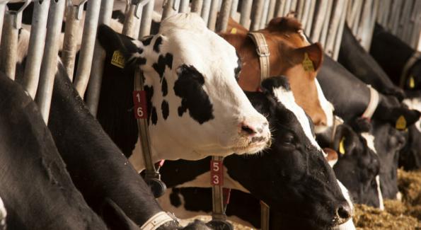 Les cartels du lait : un livre choc sur l'industrie laitière
