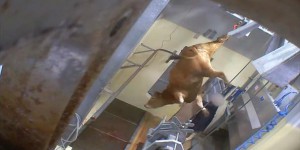 Nouvelle vidéo choc de L214 dans l’abattoir bio de Vigan