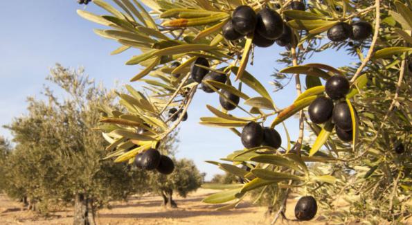 Adopter un olivier pour recevoir son huile d'olive en direct