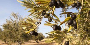 Adopter un olivier pour recevoir son huile d'olive en direct