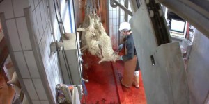 Cruauté envers les animaux : nouvelle vidéo choc filmée par L214 à l’abattoir de Soule