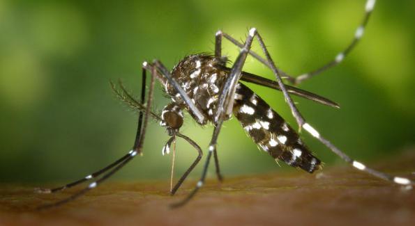 Moustiques OGM : solution miracle au virus Zika ?