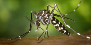 Moustiques OGM : solution miracle au virus Zika ?