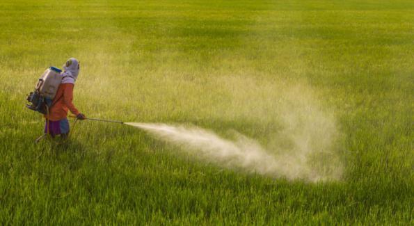 Pesticides: la Commission européenne veut à nouveau autoriser le glyphosate
