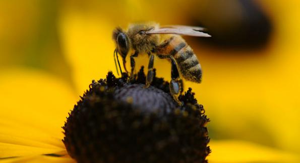Les pesticides tueurs d'abeilles: symbole d'un désastre écologique ?