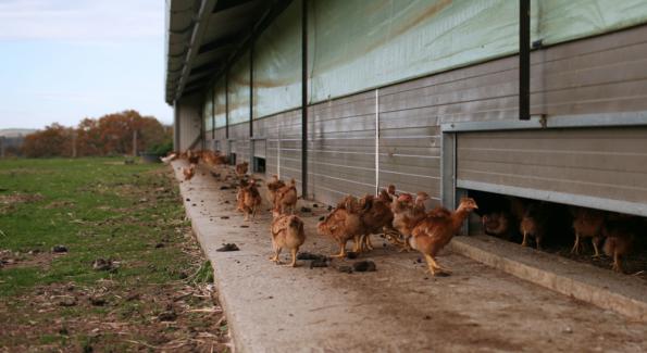 Poulet bio : tout savoir de l’élevage à l’abattage