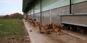 Poulet bio : tout savoir de l’élevage à l’abattage