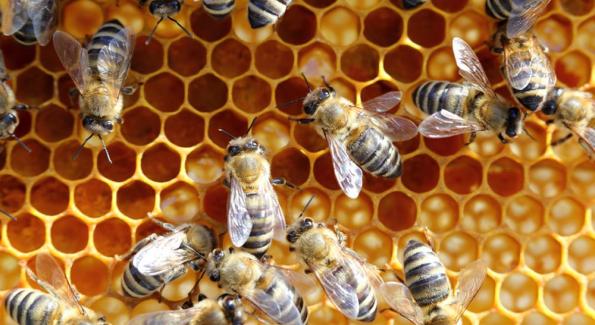 Néonicotinoïdes : les pesticides tueurs d’abeilles continuent à être autorisés par le Sénat