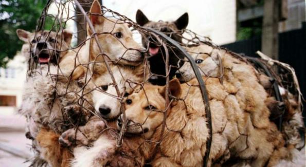 Festival de Yulin: 10 000 chiens massacrés chaque année en Chine