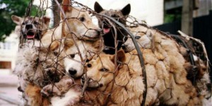 Festival de Yulin: 10 000 chiens massacrés chaque année en Chine