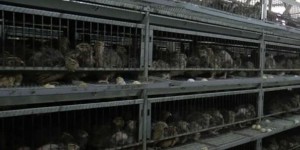 Oeufs de caille: des conditions d'élevage misérables pour la gastronomie