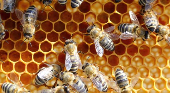 Les pesticides tueurs d’abeilles enfin interdits en 2018