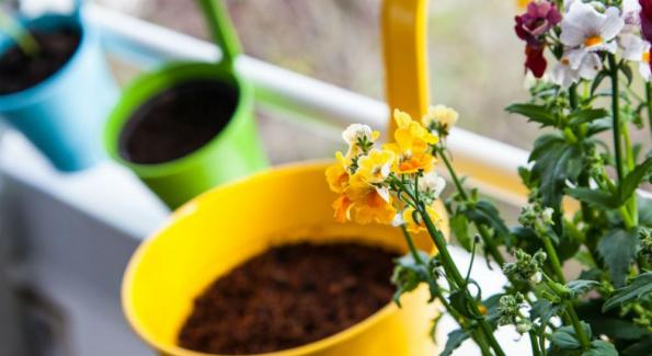 5 plantes robustes à adopter chez soi