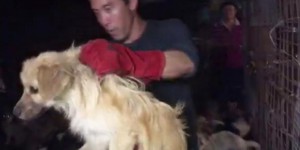 Yulin : un homme sauve 1000 chiens d'une mort assurée