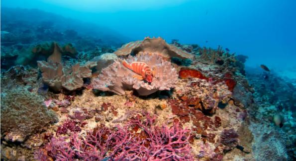 Interdiction du chalutage profond: fin d’une technique destructrice de l'écosystème marin