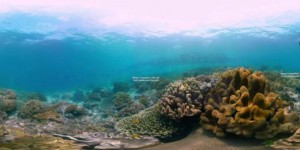 [Vidéo] Découvrez la splendide biodiversité sous-marine d'Indonésie