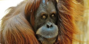 L'orang-outan disparaïtra d’ici 10 ans à cause de l’huile de palme