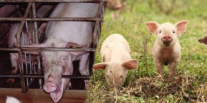 Bien-être animal: une pétition pour exiger l'étiquetage du mode d'élevage  