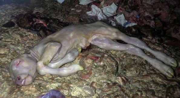 Images chocs dans un abattoir: des foetus de vache jetés à la poubelle