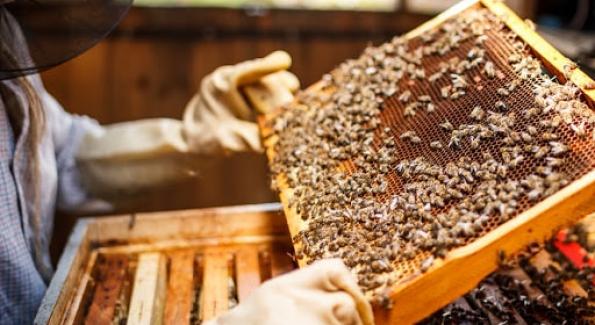 La lumière infrarouge peut sauver nos abeilles des néonicotinoïdes