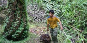 Huile de palme : exploitation d’enfants et travail forcé en Indonésie