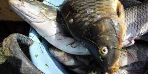 Oméga-3 contre polluants : quels poissons privilégier ?