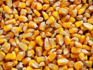 Du maïs OGM a été cultivé en France