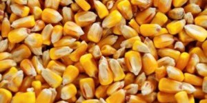 Du maïs OGM a été cultivé en France