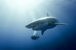 Les requins, « pas si menaçants, menacés, utiles »