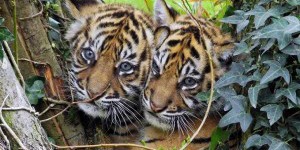 Doubler les populations de tigres d’ici 2022 ?