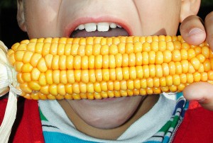OGM : Quelles études de long-terme après Séralini?
