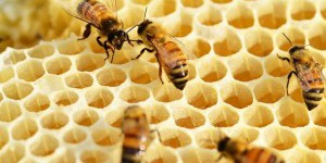 Récolte de miel 2014 en baisse de 50 à 80%
