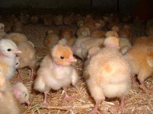 Choisir ses œufs pour éviter les massacres de poussins