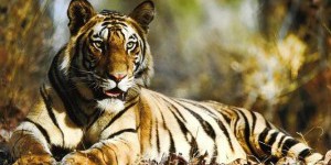 La population de tigres en Inde progresse de 30%