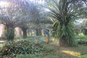 L’huile de palme en recherche de durabilité