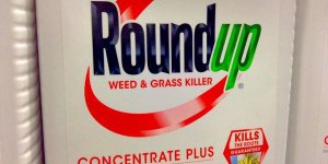 Royal veut interdire le Roundup au 1er janvier 2016