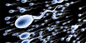 La fertilité mise à mal par les produits chimiques